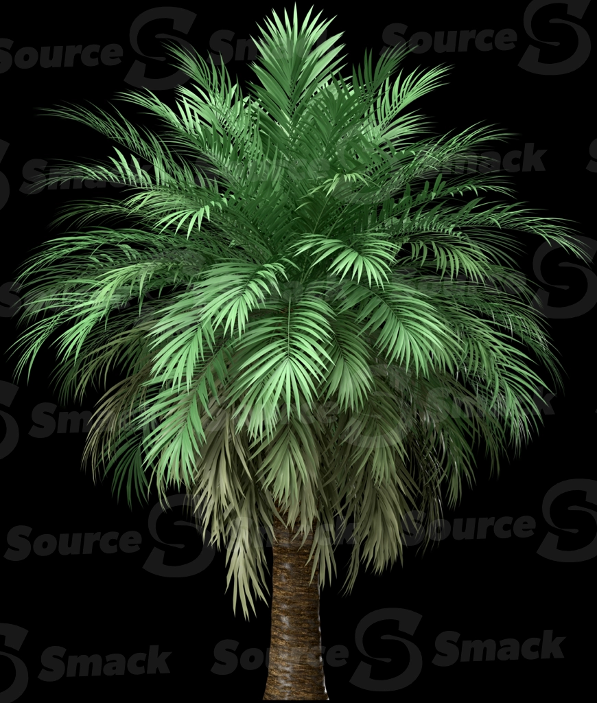A 3D rendered and isolated butia palm tree