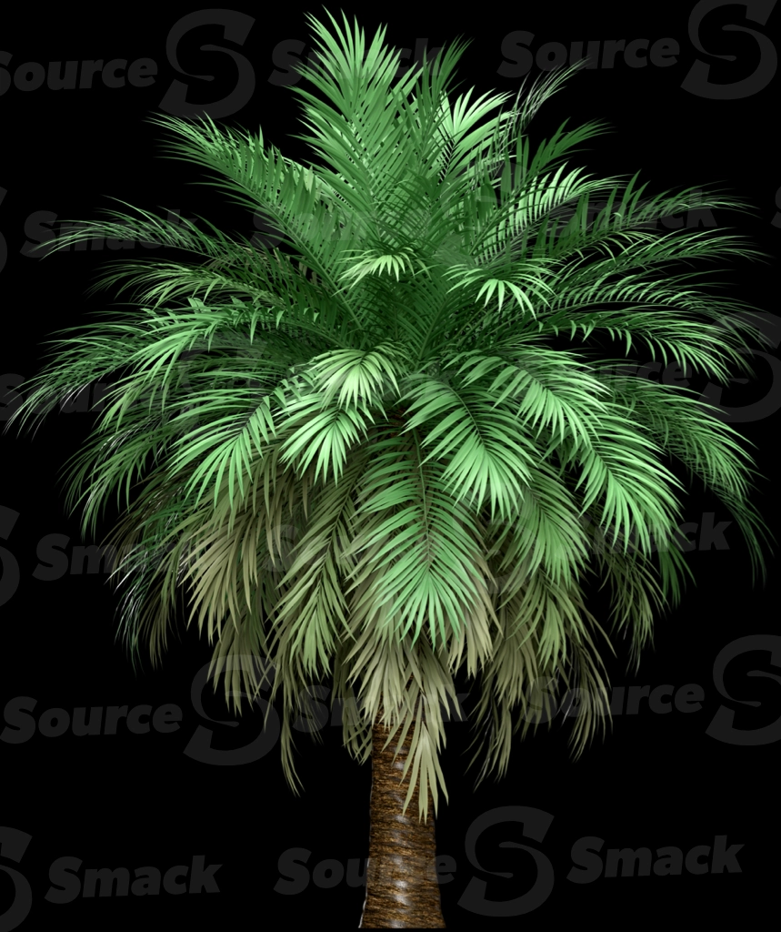 A 3D rendered and isolated butia palm tree
