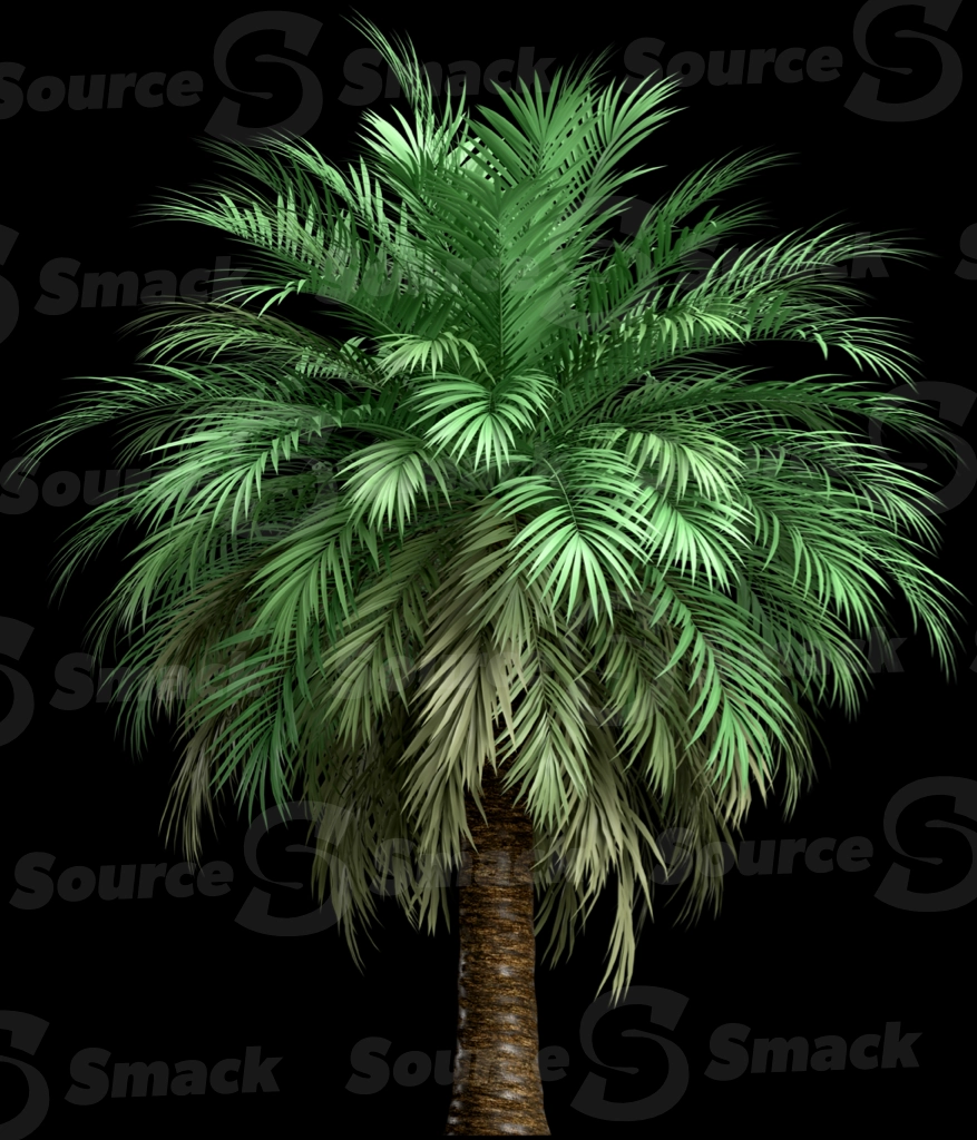 A 3D rendered and isolated butia palm tree