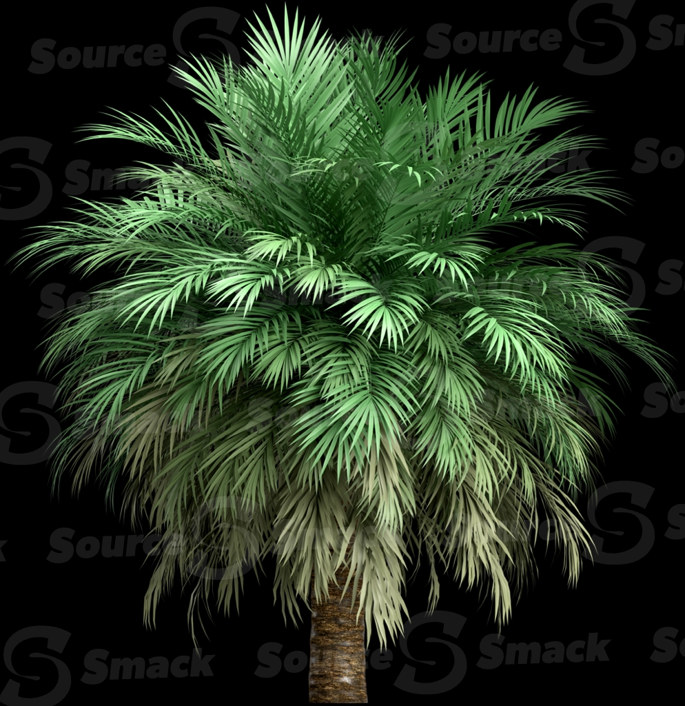 A 3D rendered and isolated butia palm tree