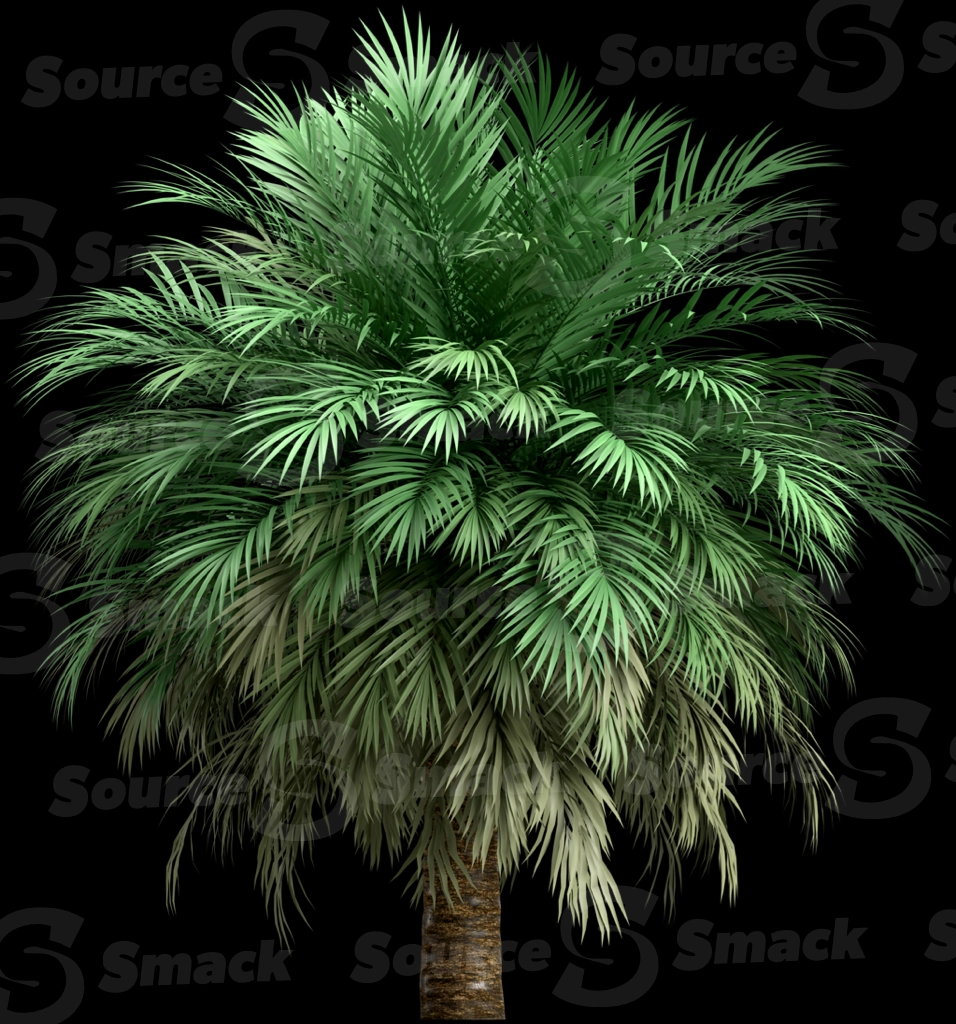 A 3D rendered and isolated butia palm tree