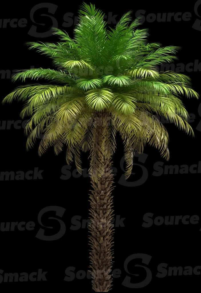 A 3D rendered and isolated date palm tree