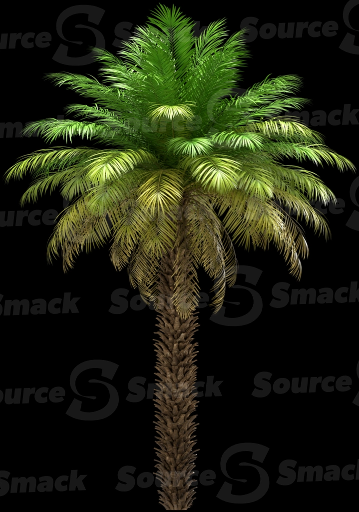 A 3D rendered and isolated date palm tree