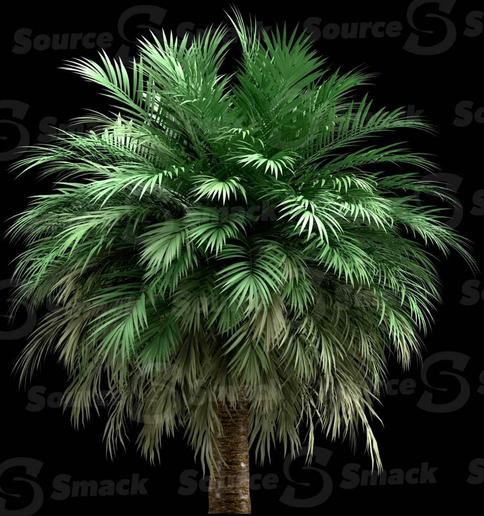 A 3D rendered and isolated butia palm tree