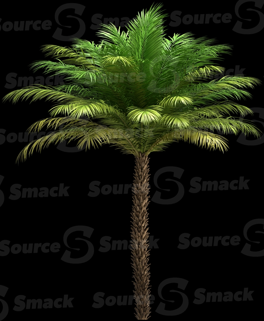 A 3D rendered and isolated date palm tree