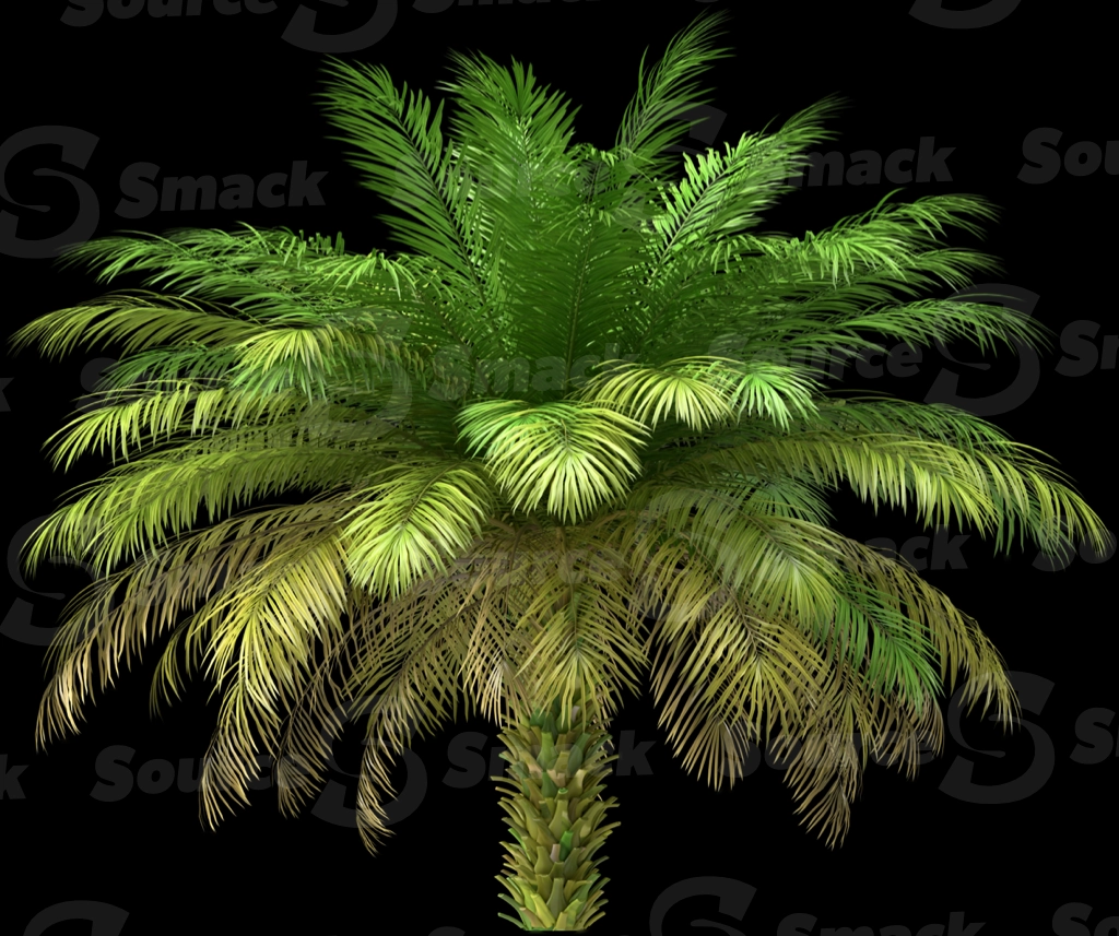 A 3D rendered and isolated date palm tree