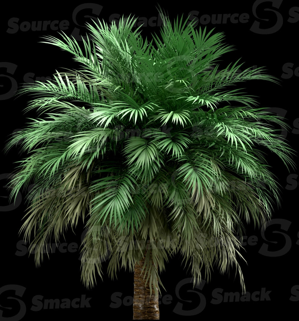 A 3D rendered and isolated butia palm tree
