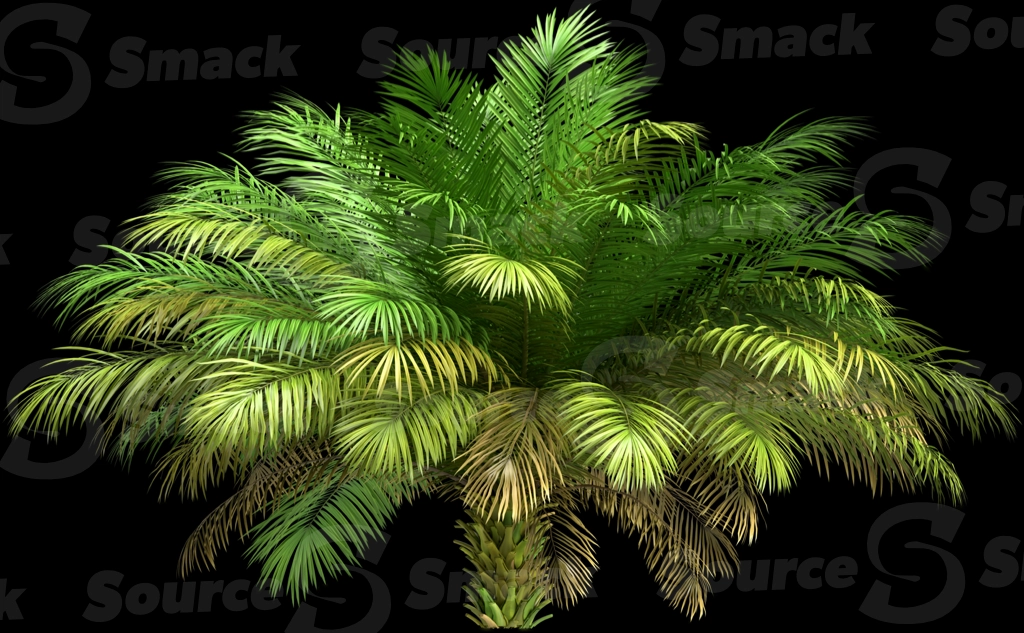A 3D rendered and isolated date palm tree