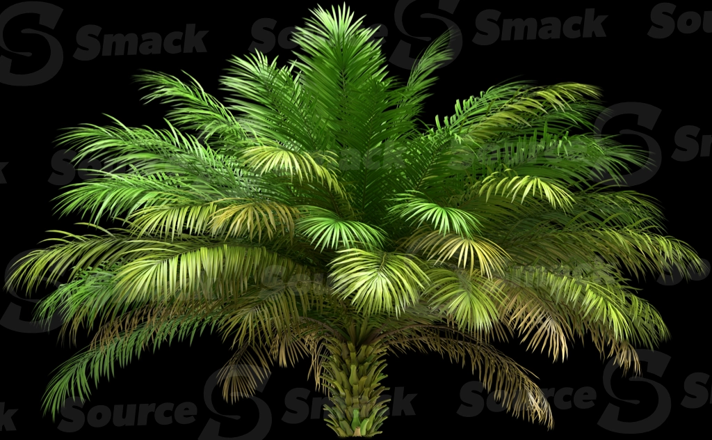 A 3D rendered and isolated date palm tree