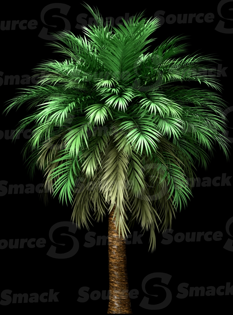 A 3D rendered and isolated butia palm tree