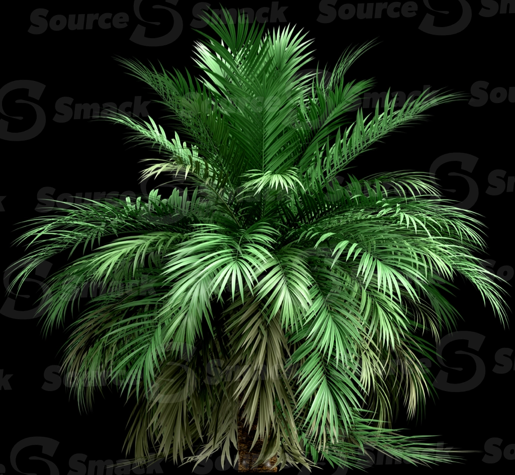 A 3D rendered and isolated butia palm tree