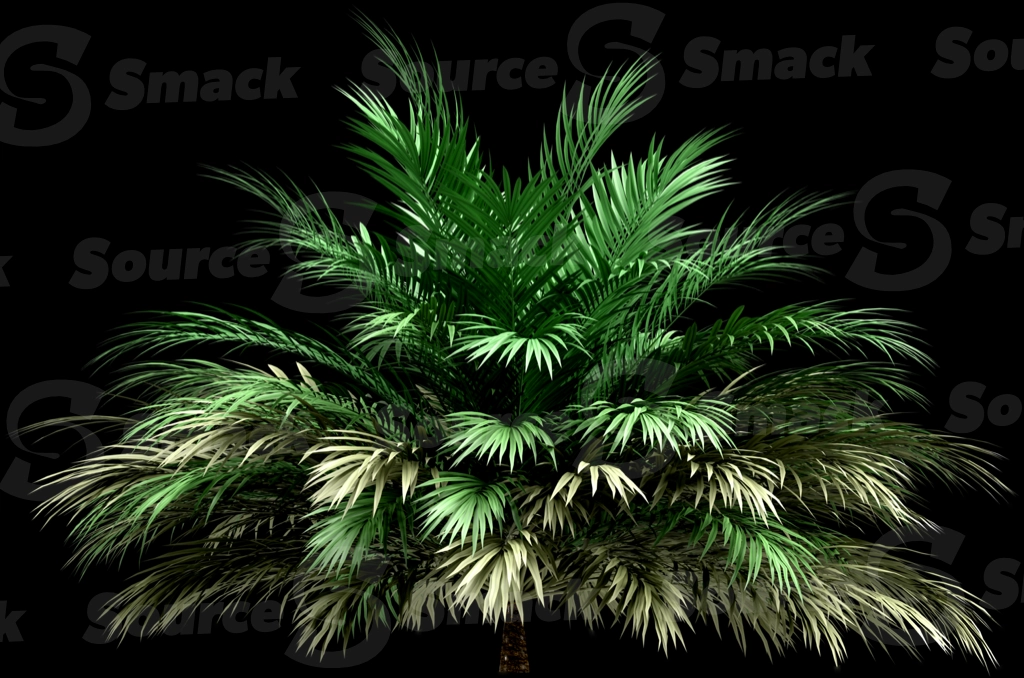 A 3D rendered and isolated butia palm tree