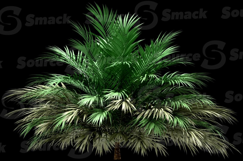 A 3D rendered and isolated butia palm tree
