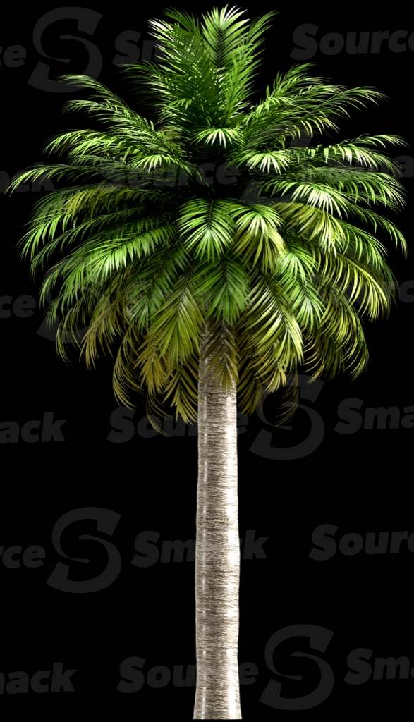 A 3D rendered and isolated chilean wine palm tree