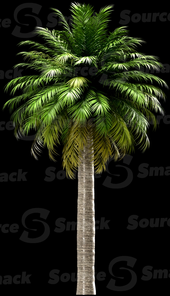 A 3D rendered and isolated chilean wine palm tree