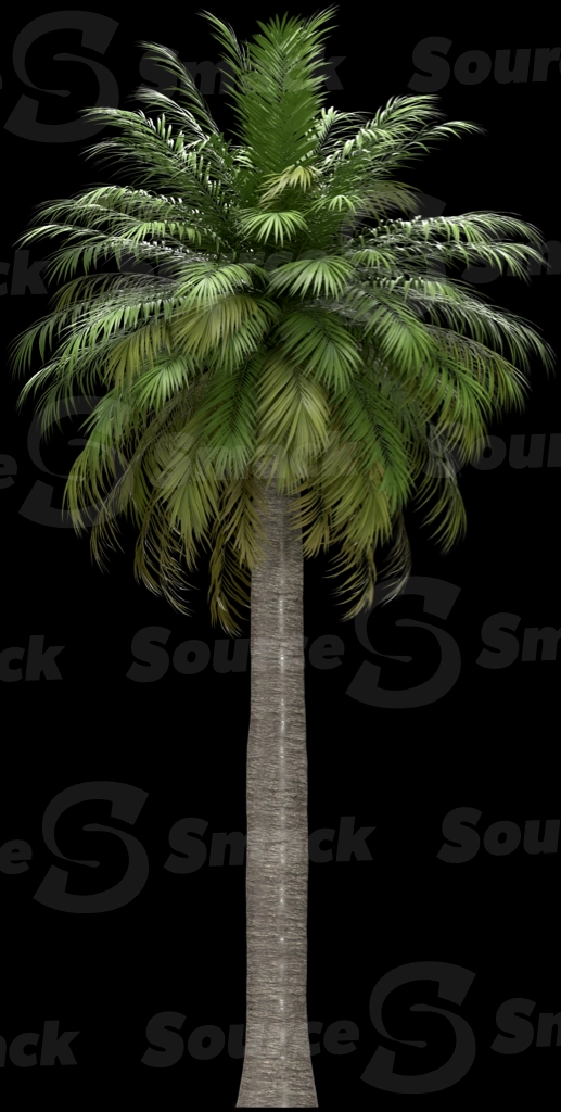 A 3D rendered and isolated chilean wine palm tree
