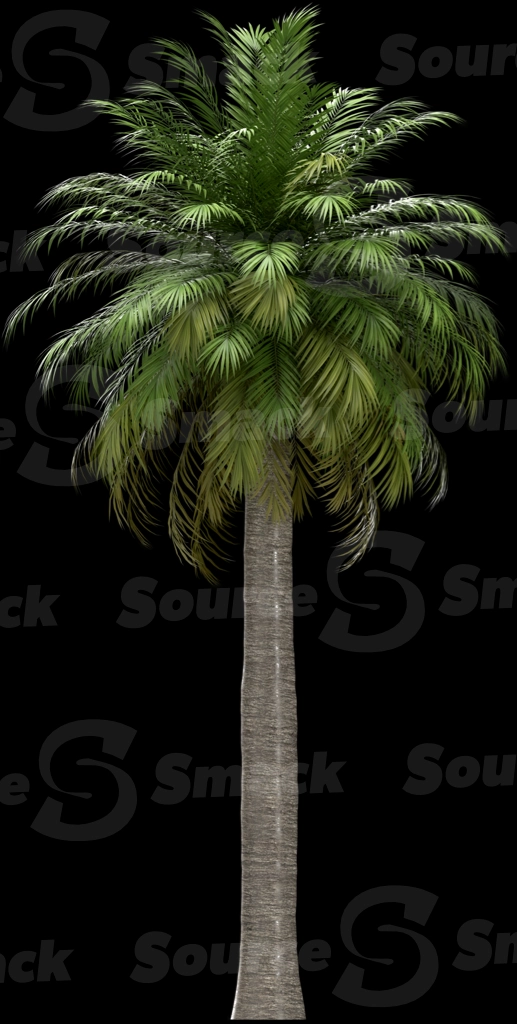 A 3D rendered and isolated chilean wine palm tree