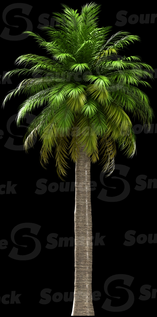 A 3D rendered and isolated chilean wine palm tree