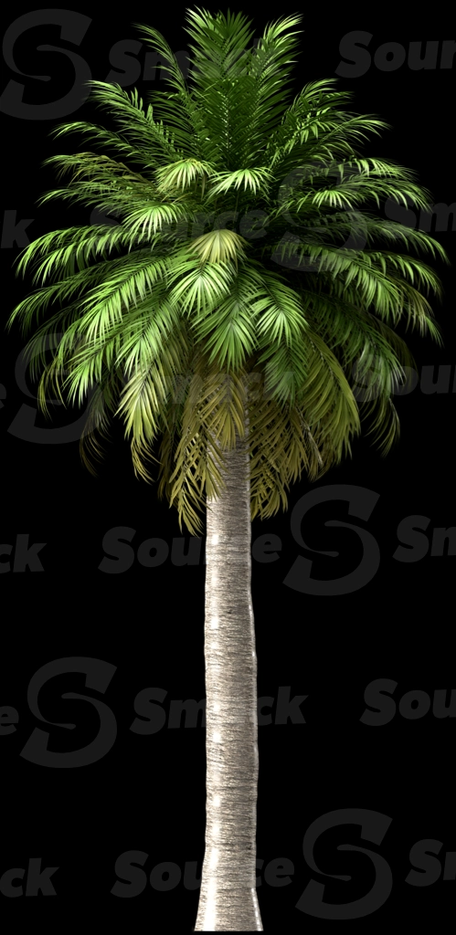 A 3D rendered and isolated chilean wine palm tree