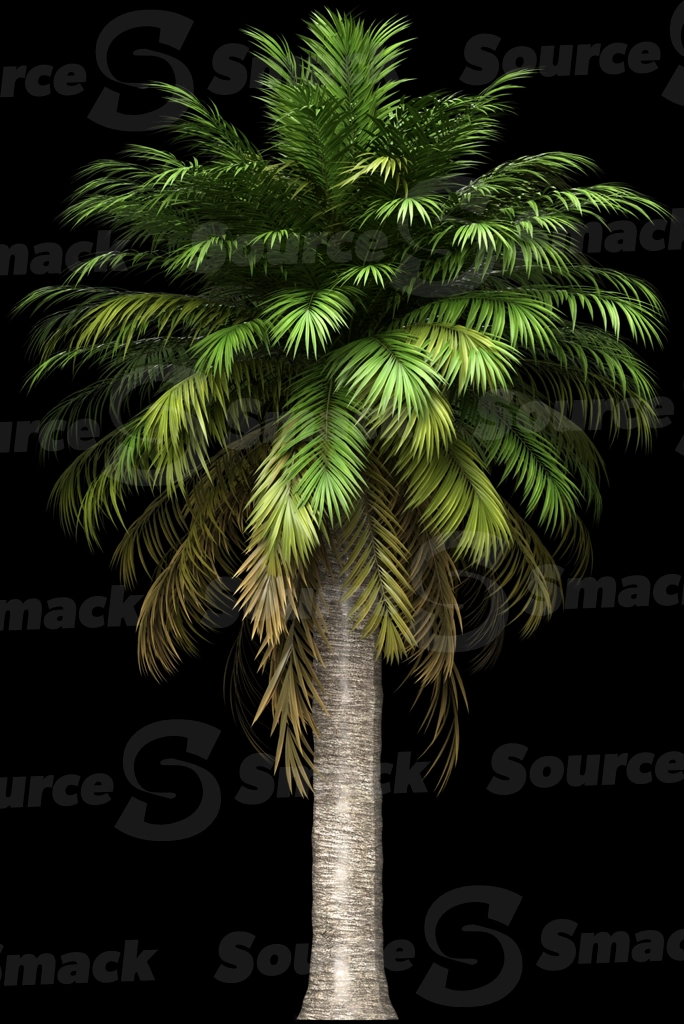 A 3D rendered and isolated chilean wine palm tree