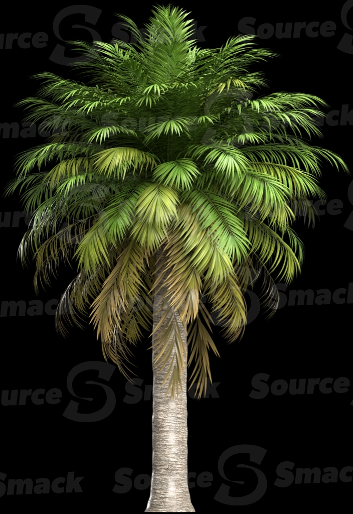 A 3D rendered and isolated chilean wine palm tree