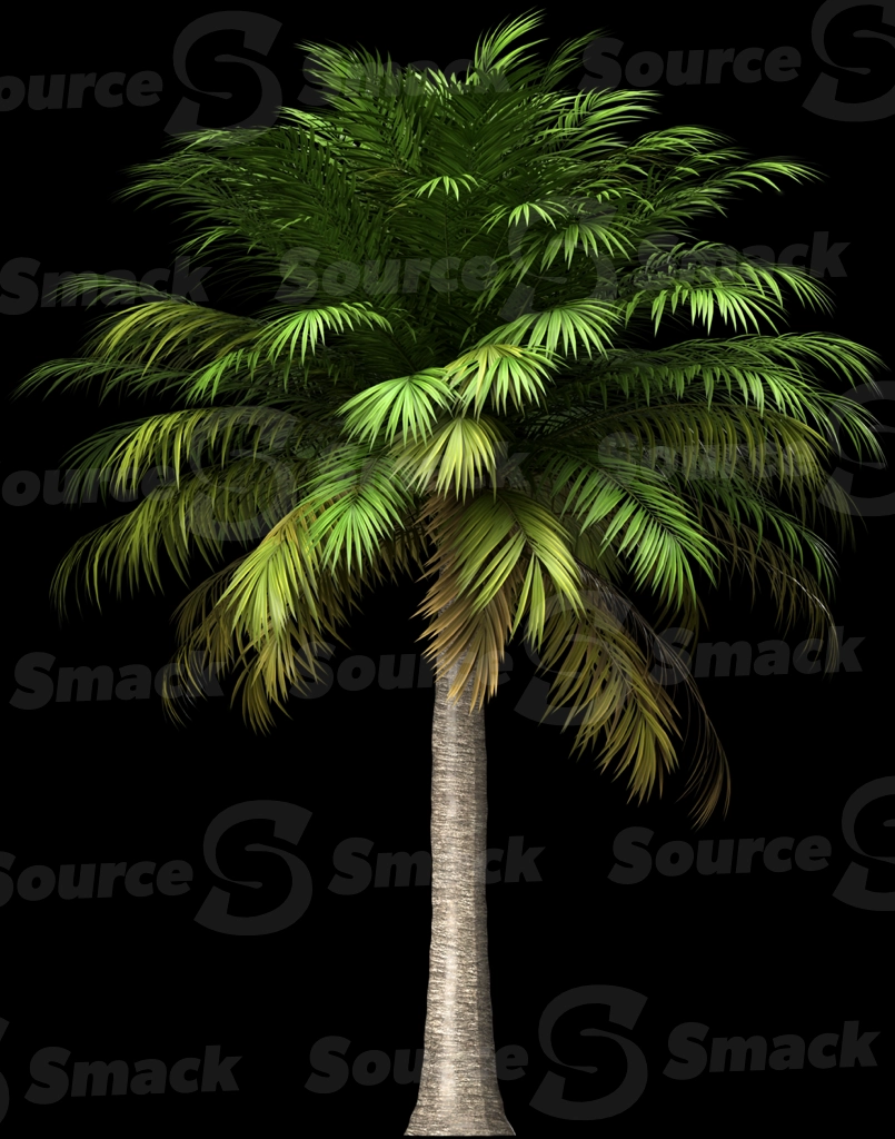 A 3D rendered and isolated chilean wine palm tree