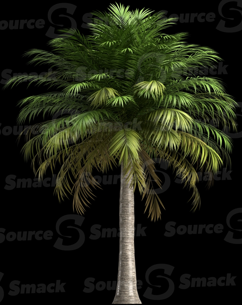 A 3D rendered and isolated chilean wine palm tree
