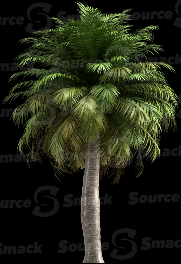 A 3D rendered and isolated chilean wine palm tree