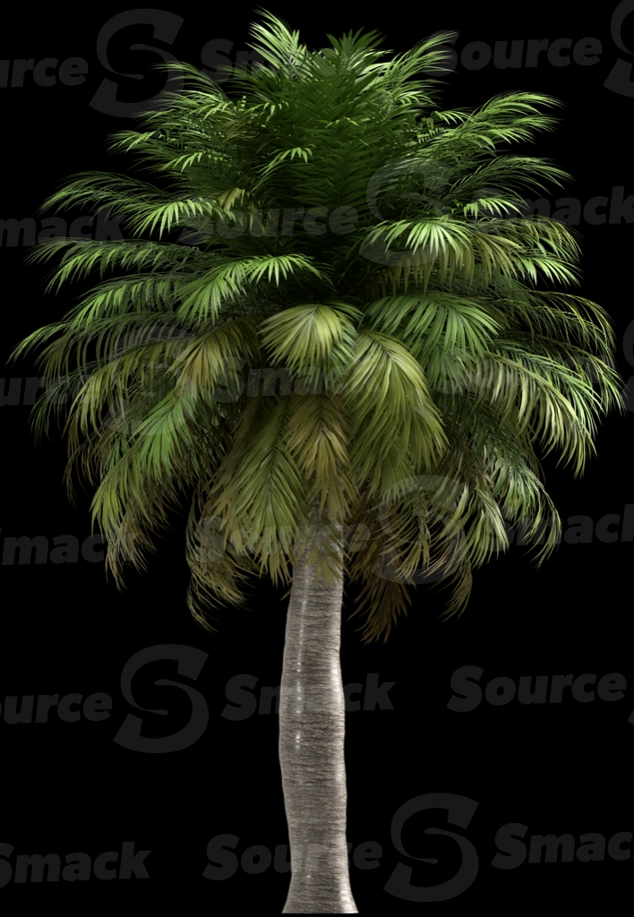 A 3D rendered and isolated chilean wine palm tree