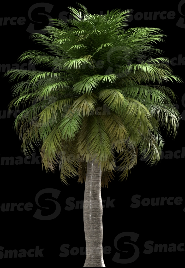 A 3D rendered and isolated chilean wine palm tree