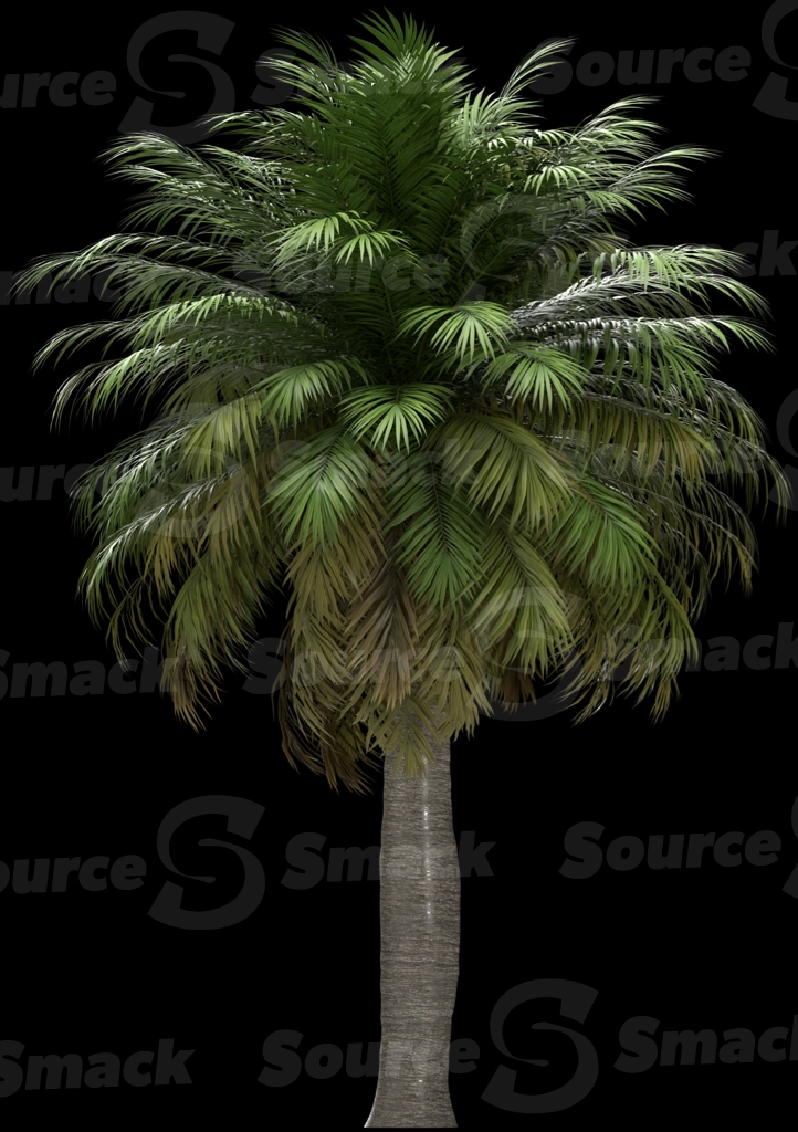 A 3D rendered and isolated chilean wine palm tree
