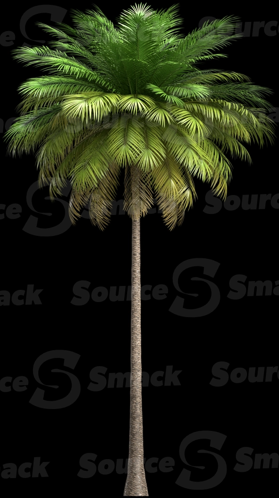 A 3D rendered and isolated coconut palm tree