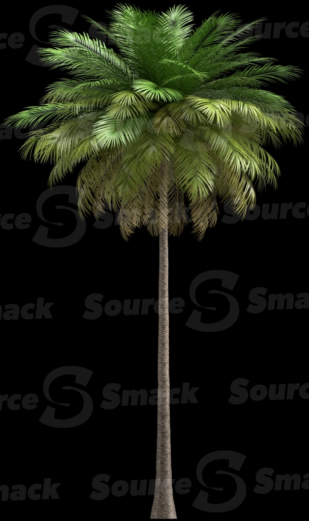 A 3D rendered and isolated coconut palm tree
