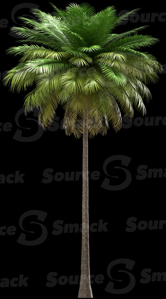 A 3D rendered and isolated coconut palm tree
