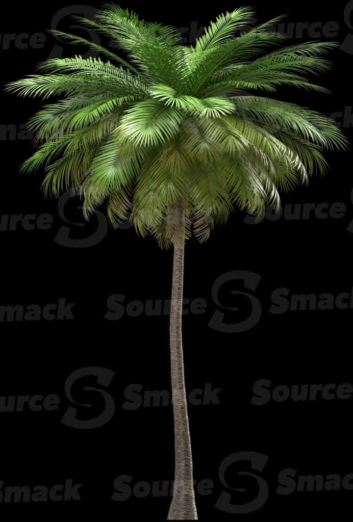 A 3D rendered and isolated coconut palm tree