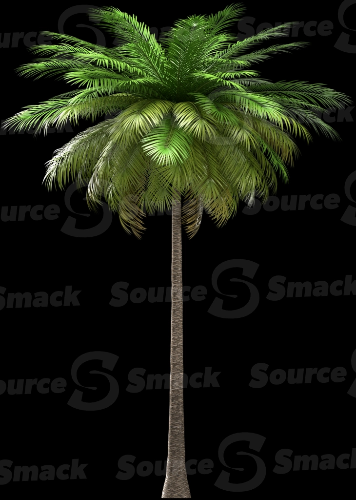 A 3D rendered and isolated coconut palm tree