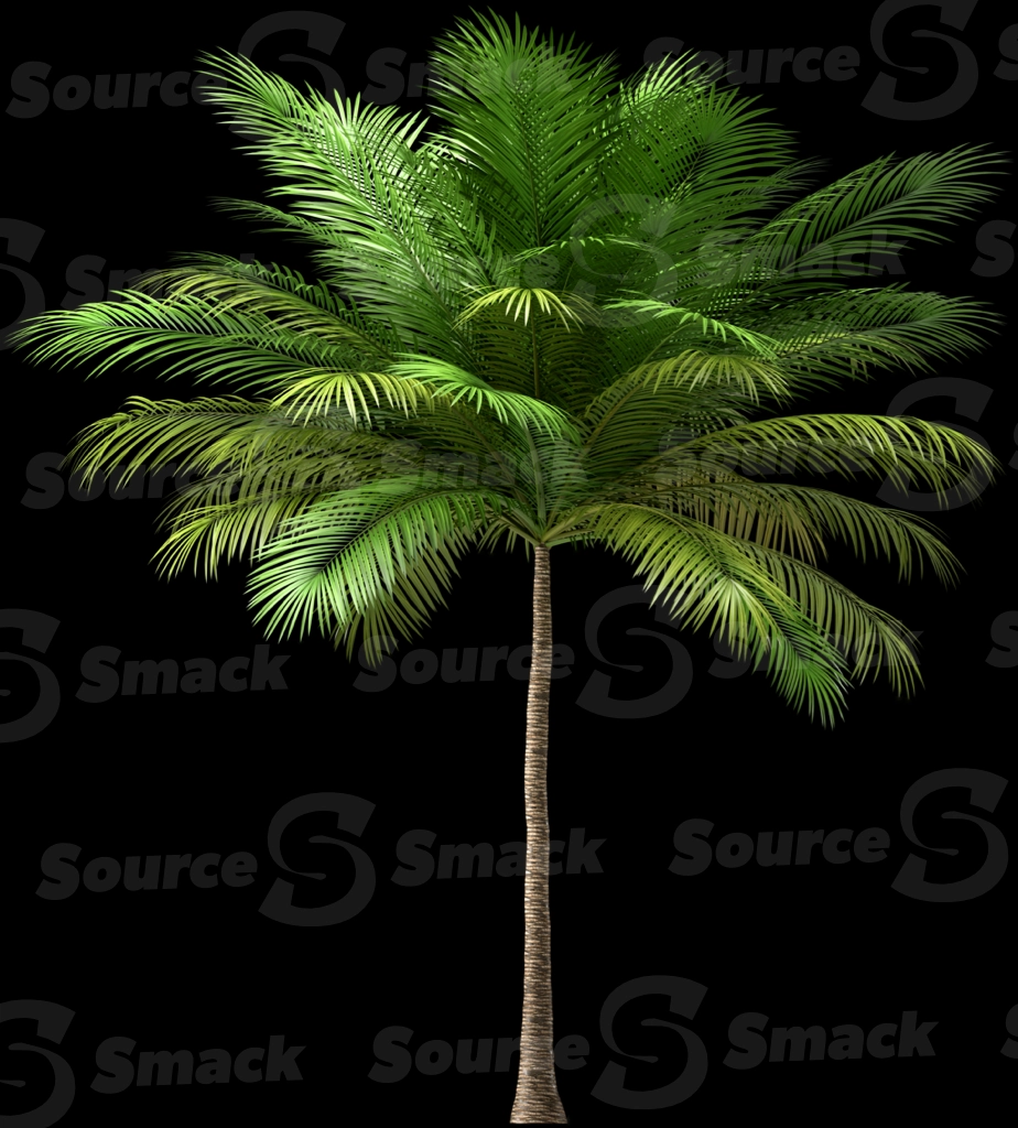 A 3D rendered and isolated coconut palm tree