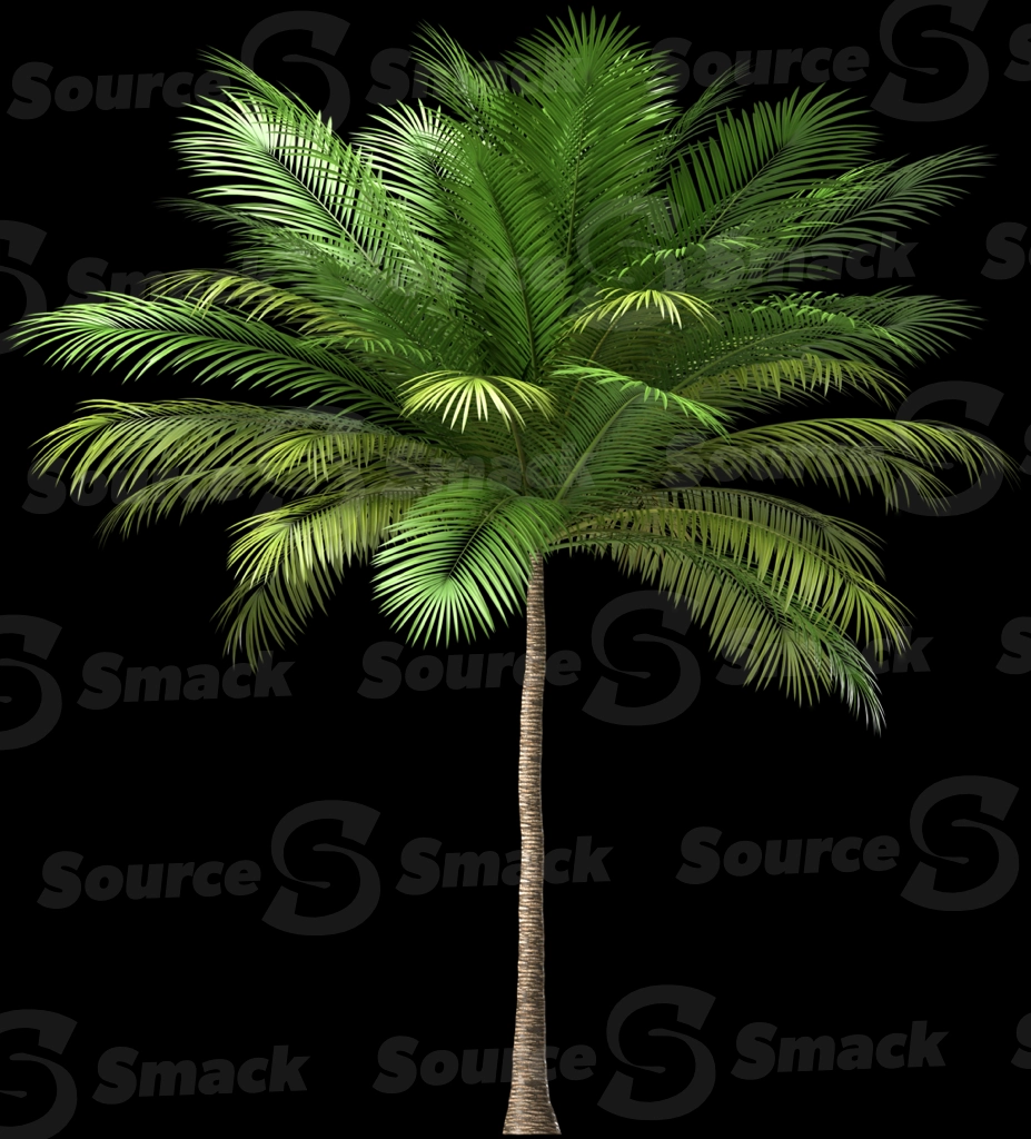 A 3D rendered and isolated coconut palm tree