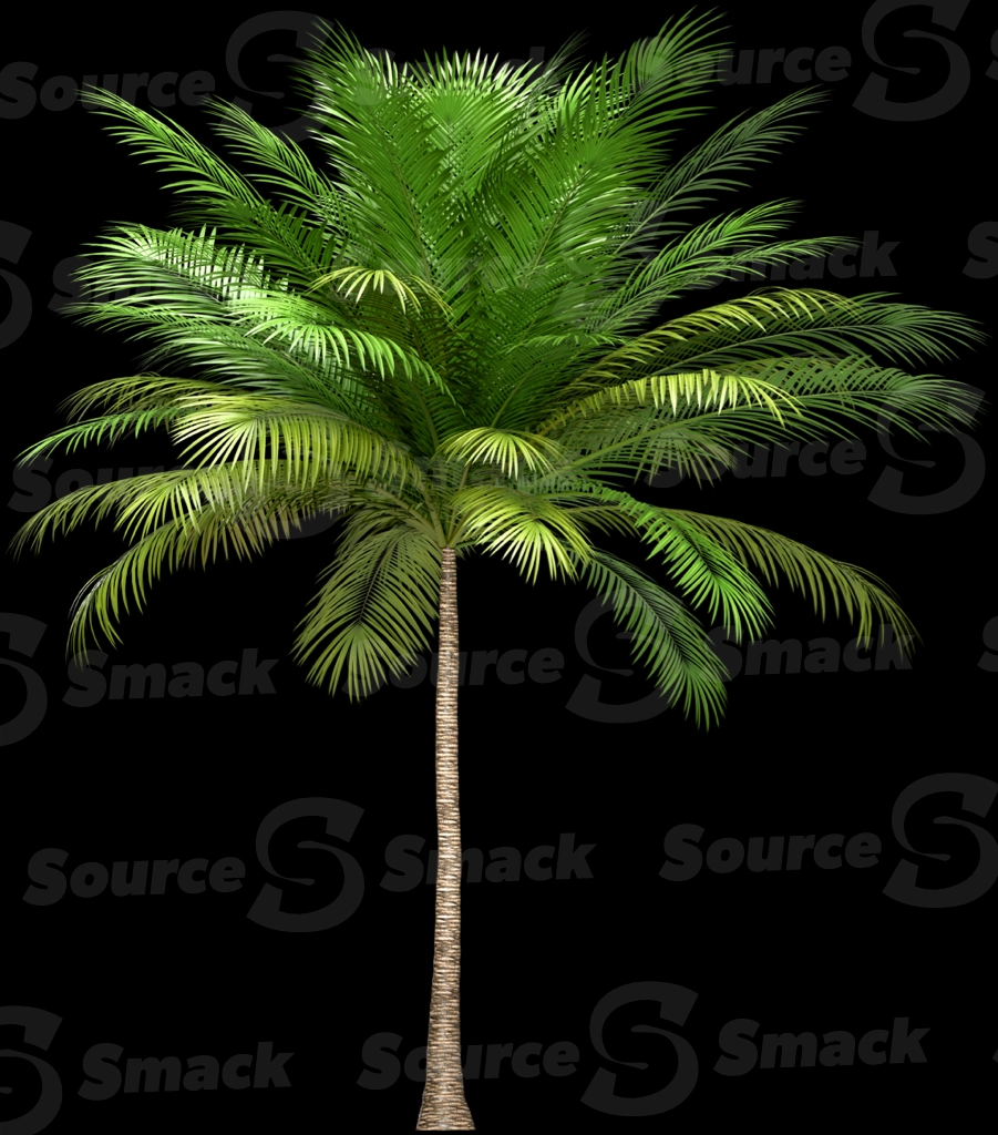 A 3D rendered and isolated coconut palm tree
