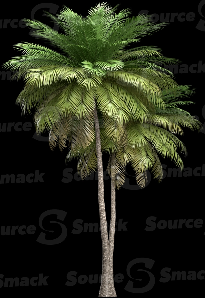 A 3D rendered and isolated coconut palm tree