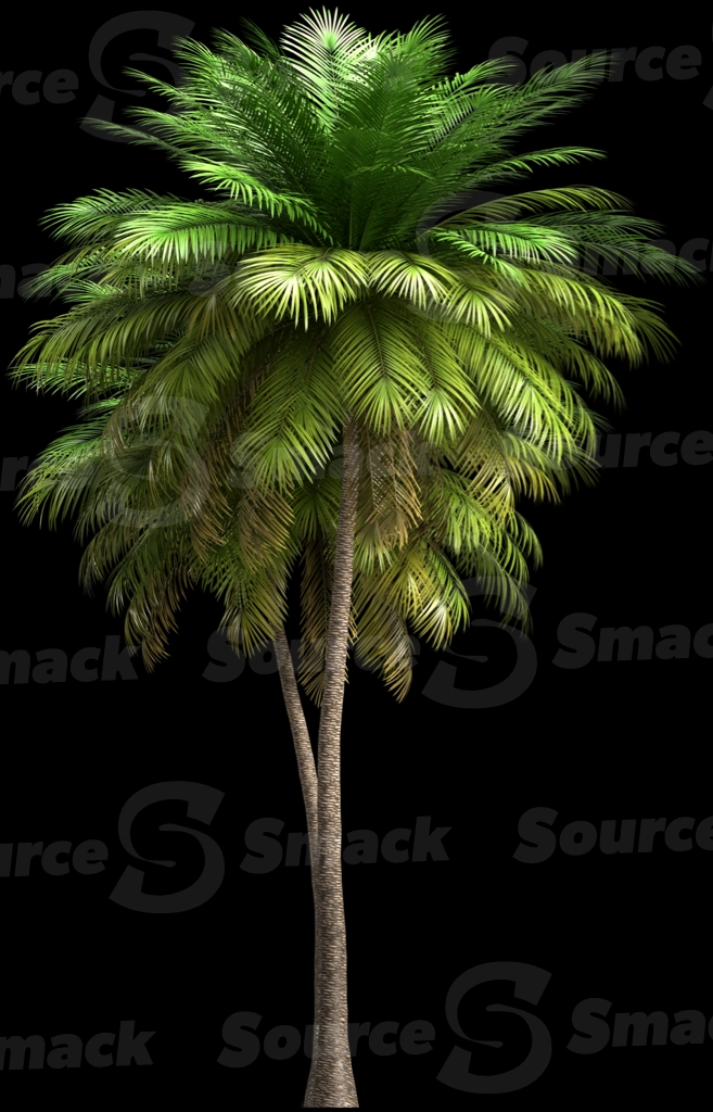 A 3D rendered and isolated coconut palm tree