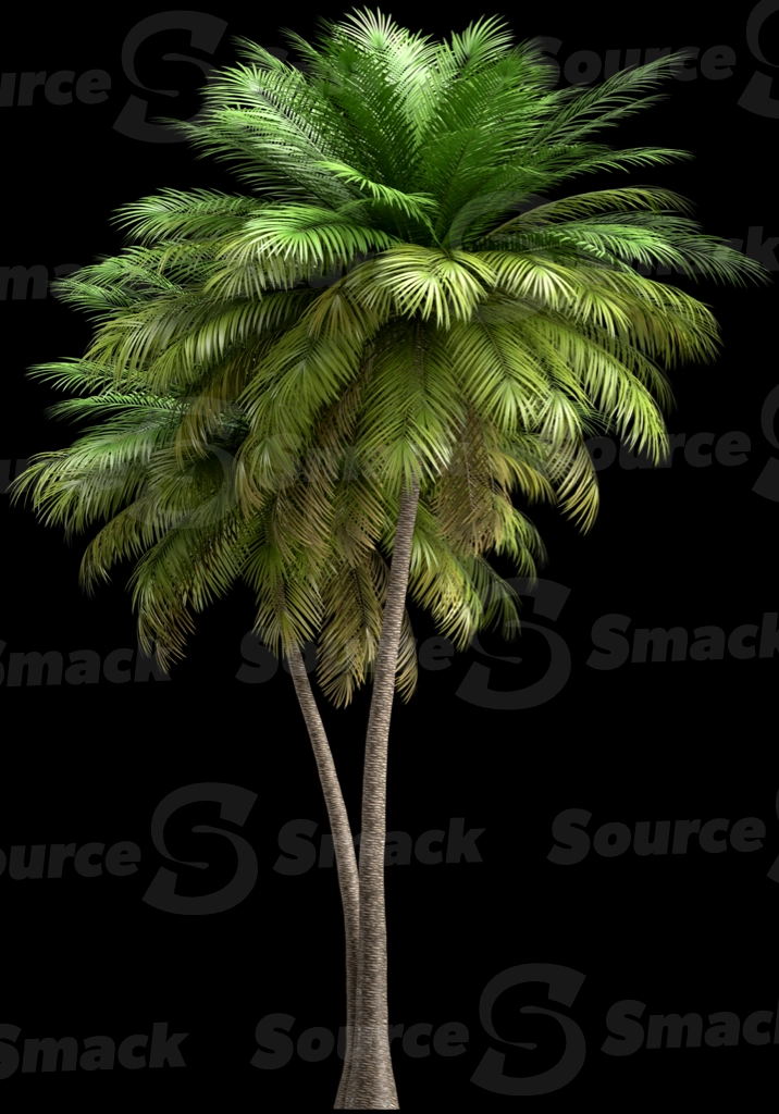 A 3D rendered and isolated coconut palm tree