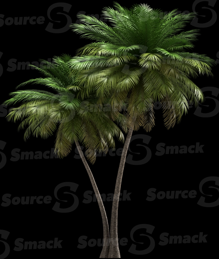 A 3D rendered and isolated coconut palm tree