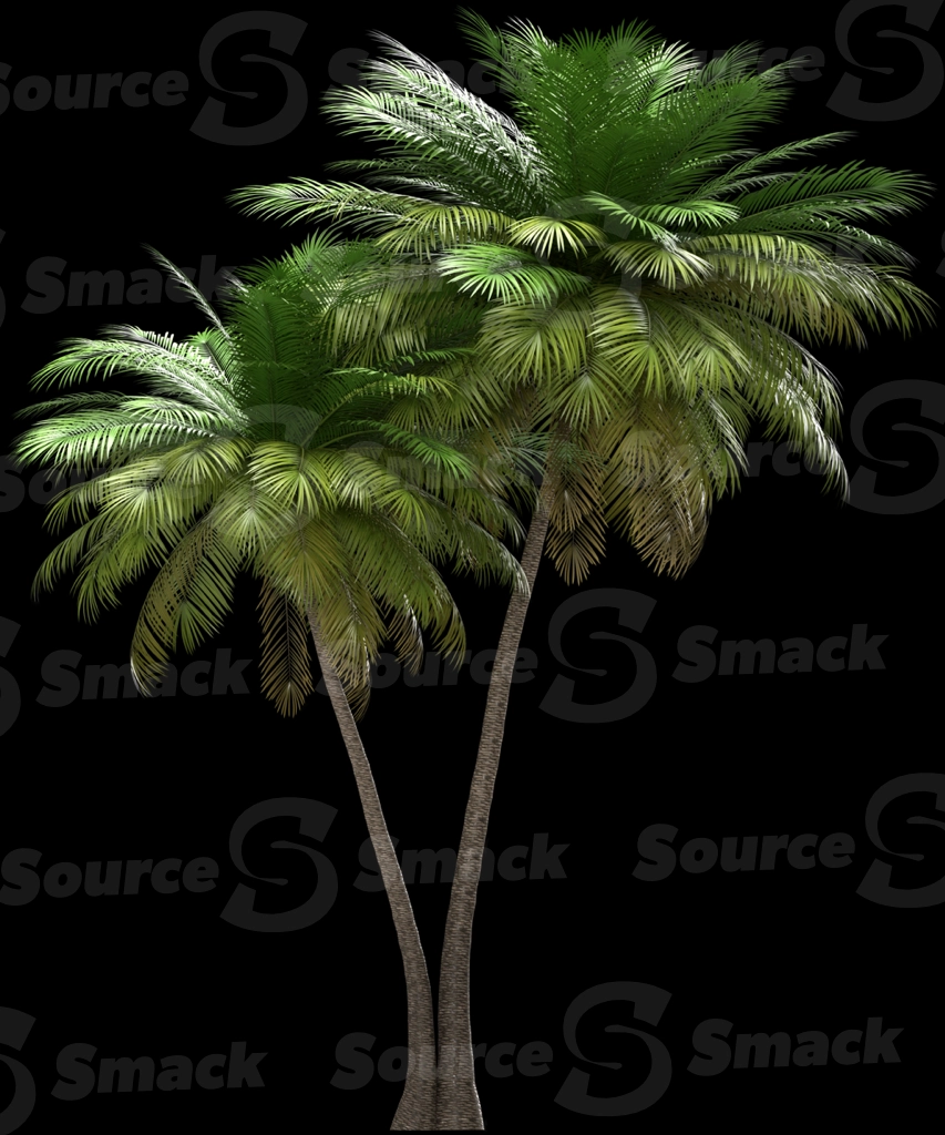 A 3D rendered and isolated coconut palm tree