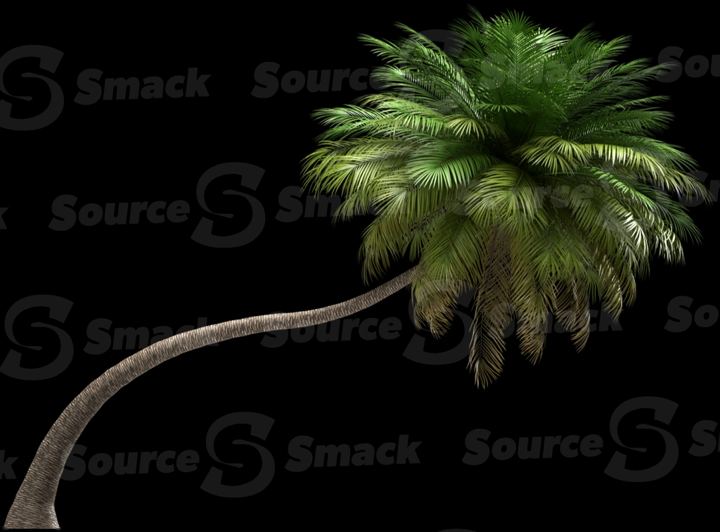A 3D rendered and isolated coconut palm tree