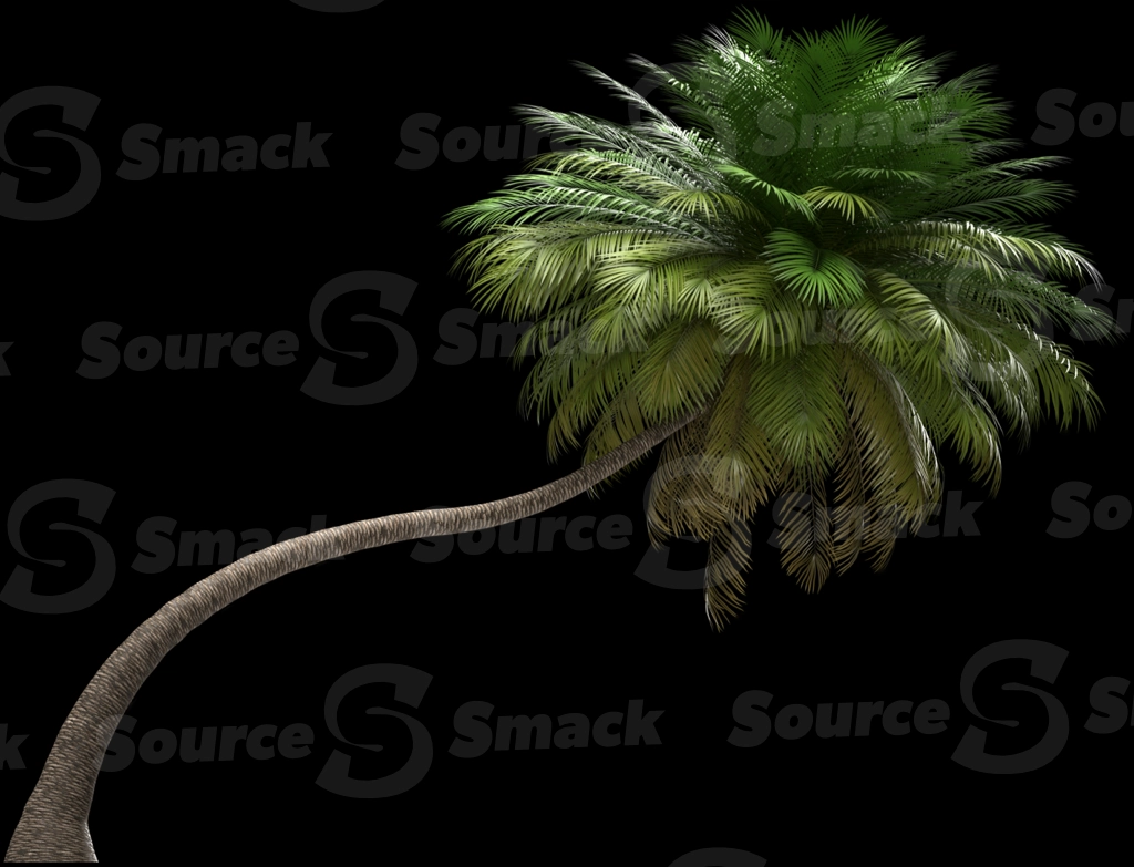 A 3D rendered and isolated coconut palm tree