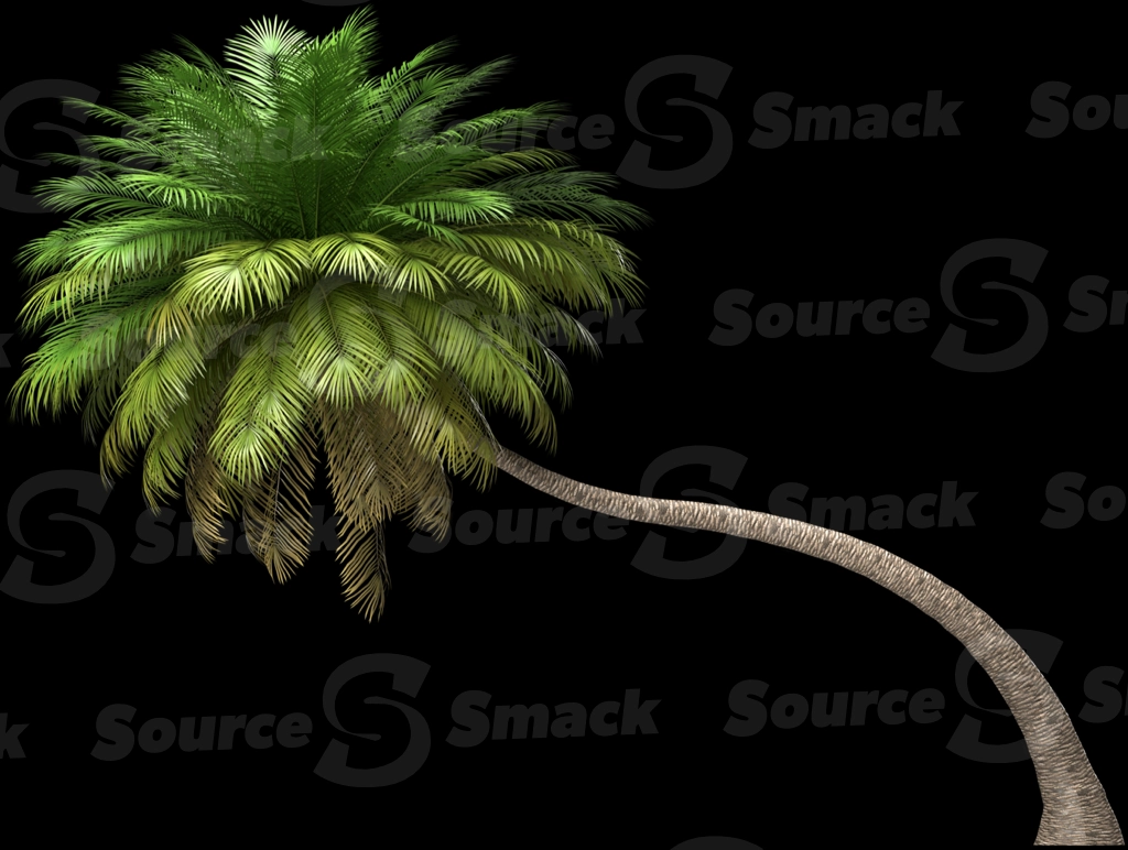 A 3D rendered and isolated coconut palm tree