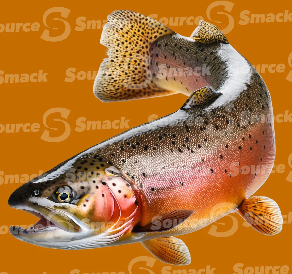 A curled trout fish clipped as a transparent image