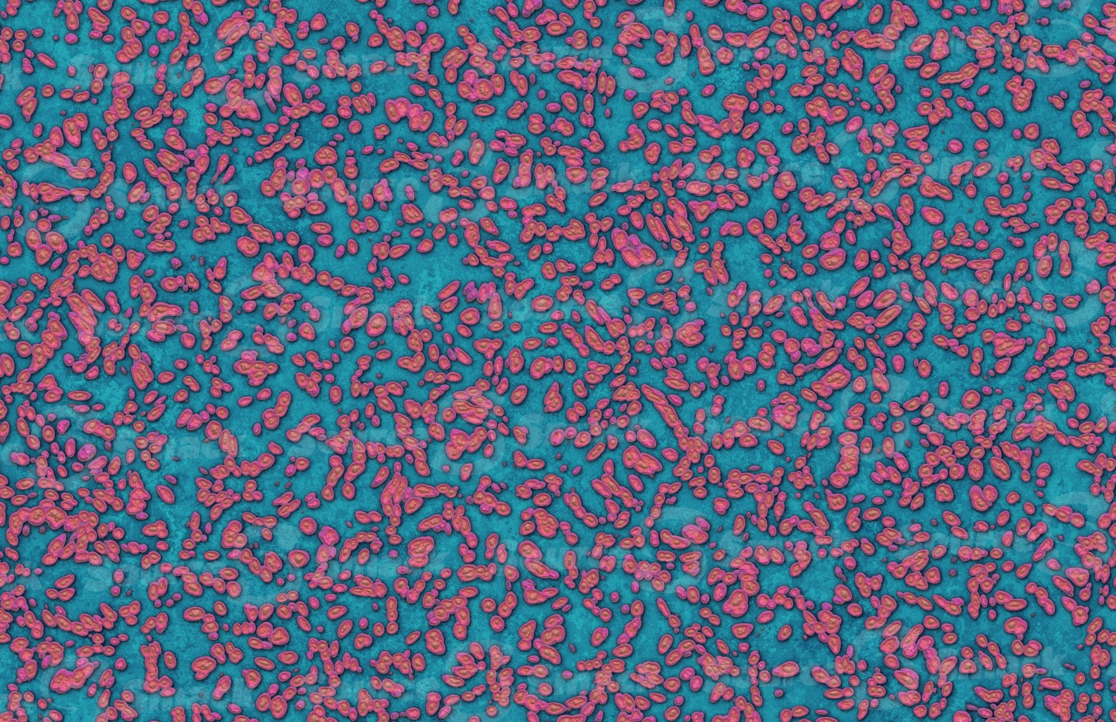Medical pilled bacteria on petri dish culture