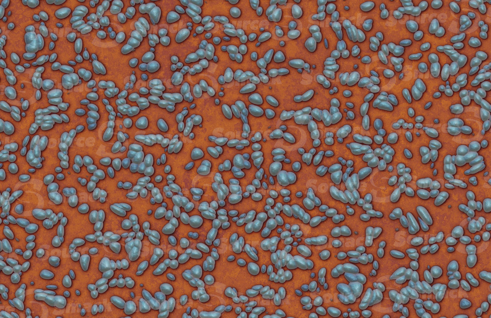 Medical pilled bacteria on petri dish culture